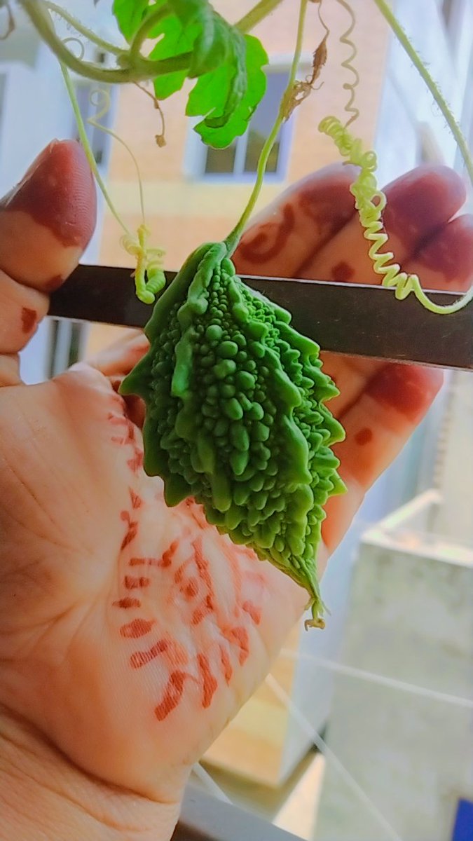 nusrati27315629's tweet photo. #bitter_melon #NaturePhotography https://t.co/YwdJ1A3MrC