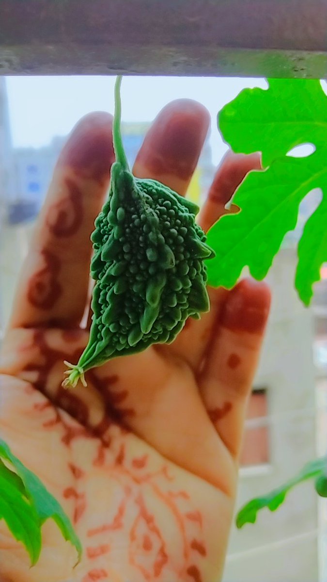 nusrati27315629's tweet photo. #bitter_melon #NaturePhotography https://t.co/YwdJ1A3MrC