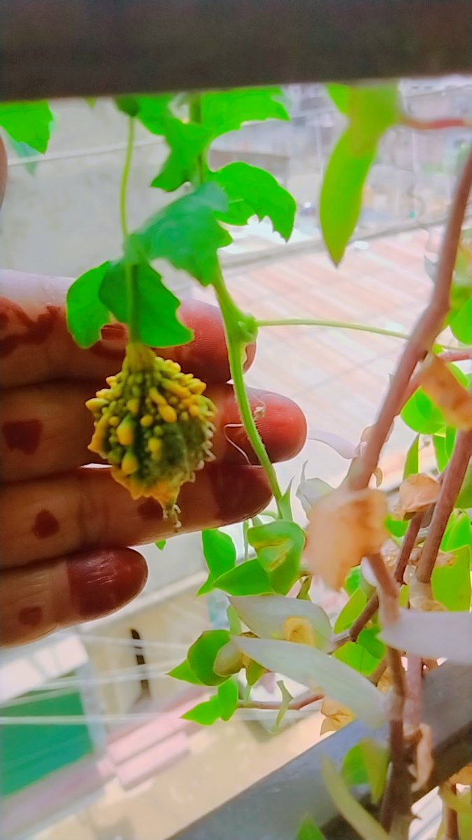 nusrati27315629's tweet photo. #bitter_melon #NaturePhotography https://t.co/YwdJ1A3MrC