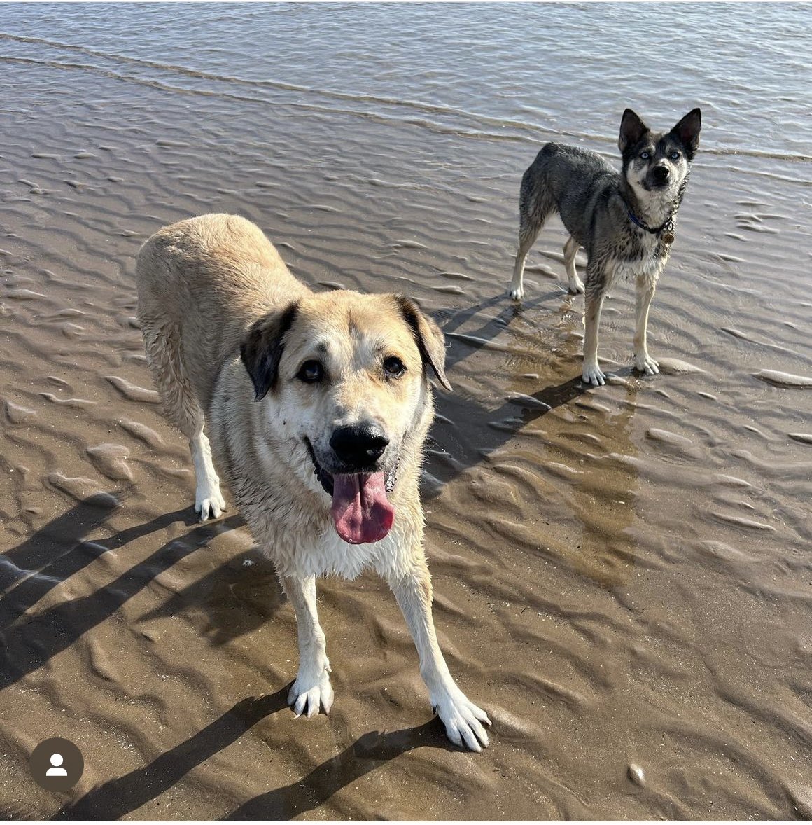 Our big lad Dillon is fostered in Fife Scotland (left) 7 yrs old.
He is still waiting for his final forever home. His recall is pretty good except when he's super excited about something 😆
Please retweet this post for us so someone sees him 🙏🏡💫 #retweet #needsahome #goodboy