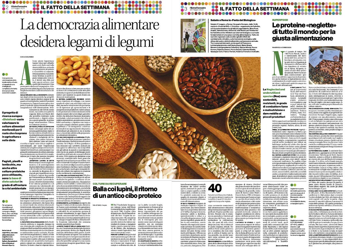 #Lupins spotlighted today on an Italian newspaper (@ilmanifesto) as an example of a great ingredient for plant-based diets.
#Lupins at the core of the Italo-Suisse #LivingLab of the EU @divinfood research project
@FondazioneFirab