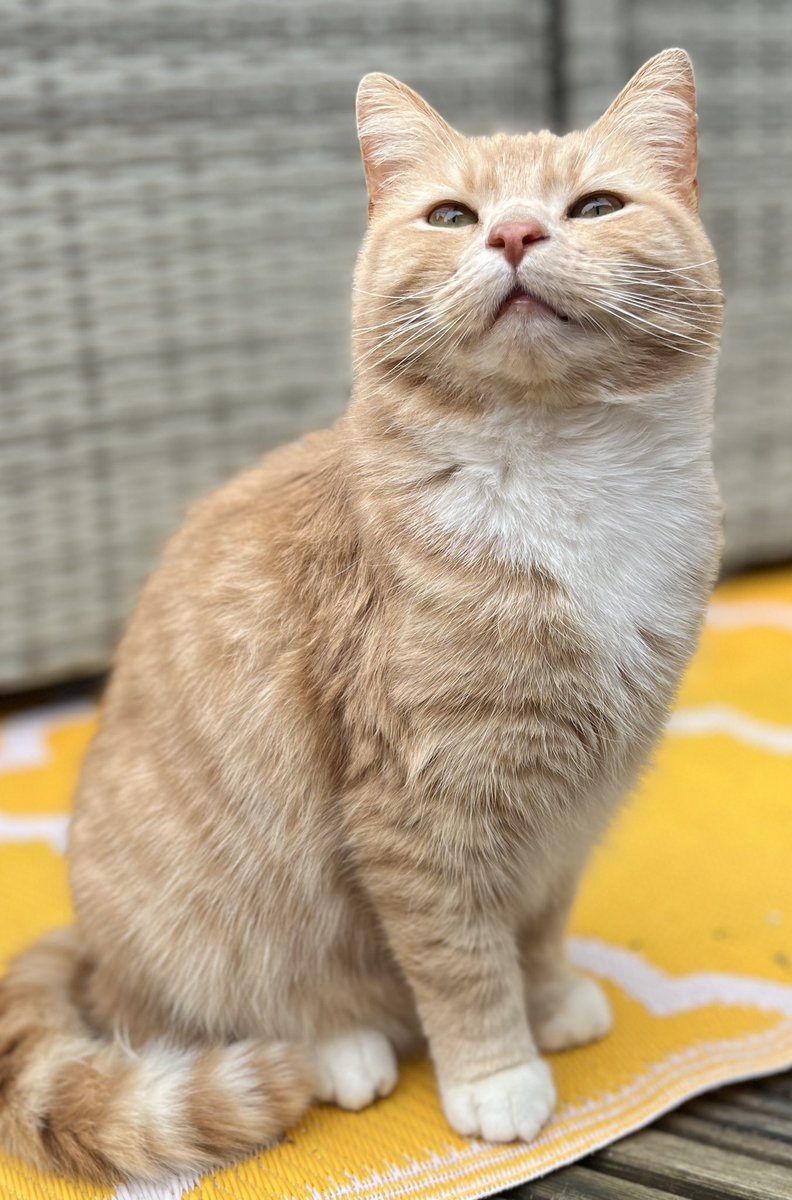 I can almost touch the weekend with my paw, excited . Have a splendid day all 🧡😻🧡 #catsoftwitter #catsontwitter #adoptdontshop #CatsLover #catsprotection #catsprotectionawards #voteeric #rescuecat  #NationalCatAwards