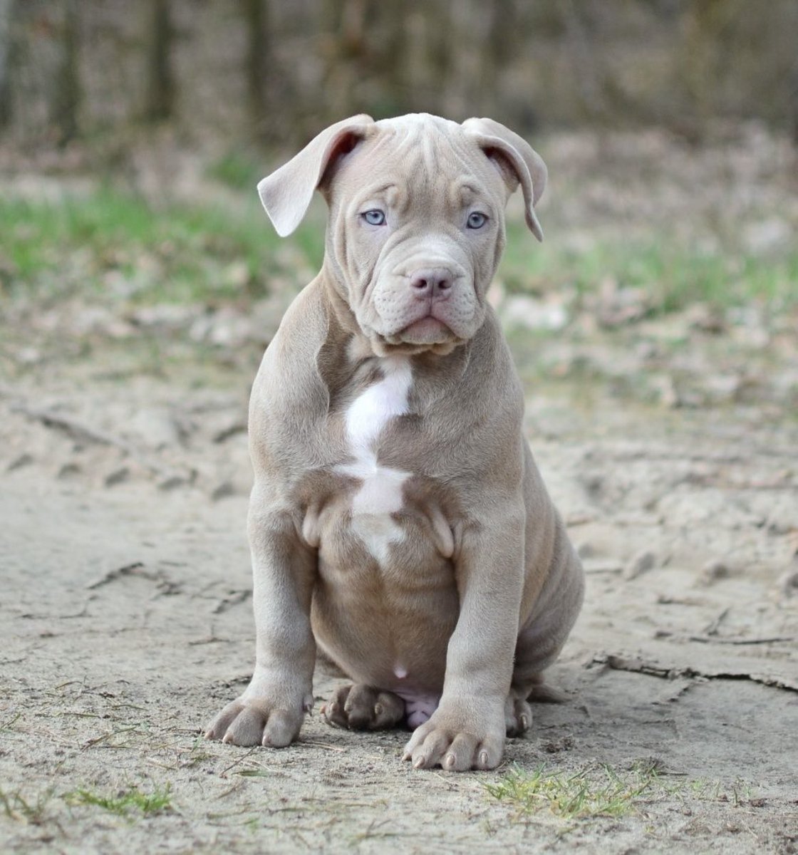 PuppyFindEurope's tweet photo. 🐾❤️ American Bully XL Fun Fact: Cute and Loving Companions! 😍🐶 Spread the love for these adorable pups with hearts full of affection! #AmericanBullyXL #LovingCompanions #AdorablePups 🐾❤️ https://t.co/BzDlY2VQIP