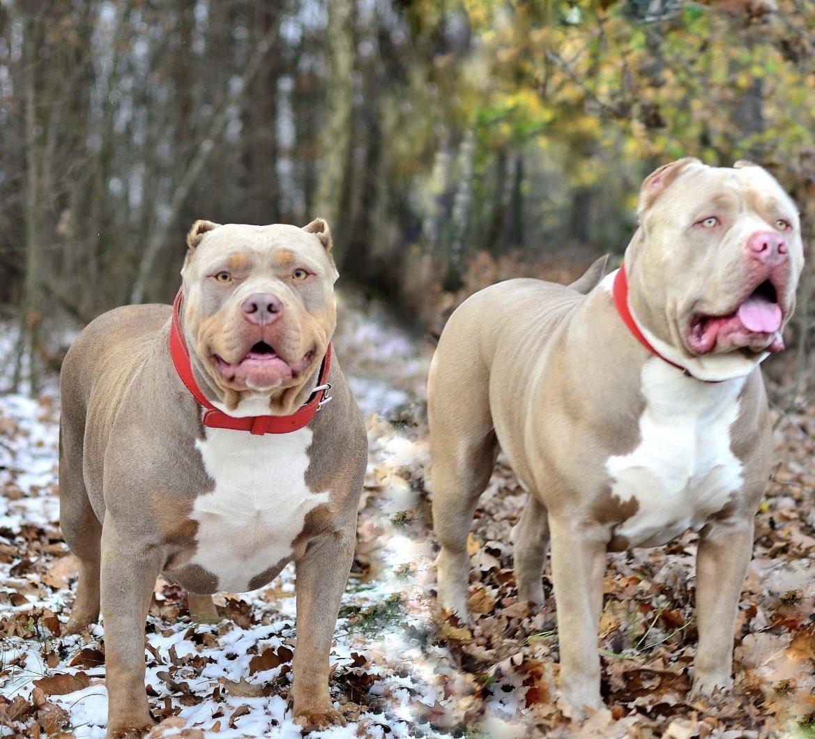 PuppyFindEurope's tweet photo. 🐾❤️ American Bully XL Fun Fact: Cute and Loving Companions! 😍🐶 Spread the love for these adorable pups with hearts full of affection! #AmericanBullyXL #LovingCompanions #AdorablePups 🐾❤️ https://t.co/BzDlY2VQIP