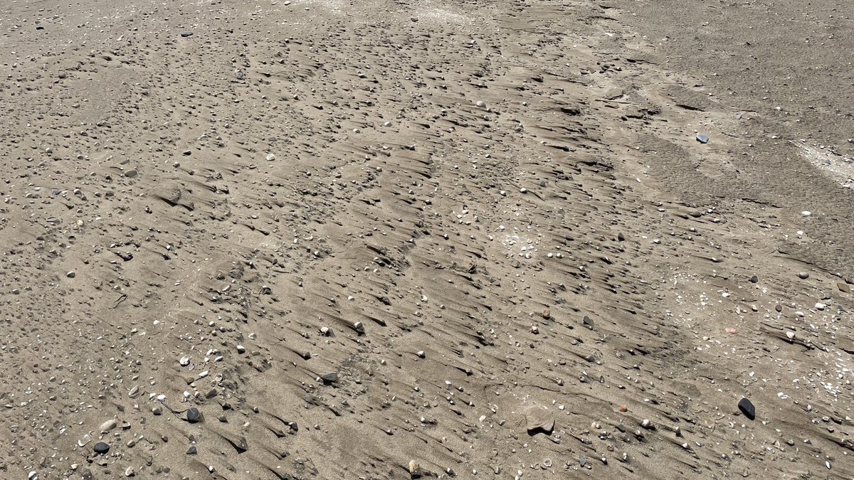 batidivulga's tweet image. El Trabucador bar links the #EbroDelta with La Banya spit contributing to delimiting the inner lagoon of Els Alfacs. In this bar we can find some interesting sedimentary morphologies...

#DeltadelEbre #bedforms #ripples #Overwash #sedimentology