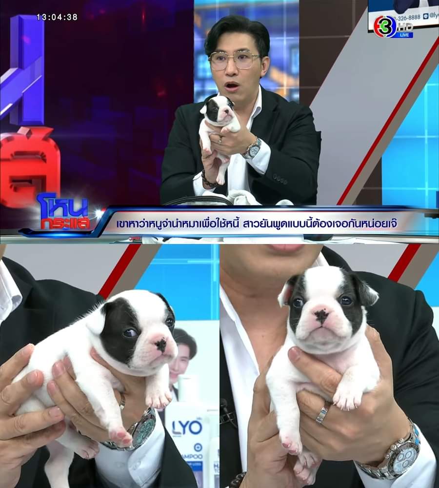 Diiwwy's tweet photo. ดูโหนกระแสอยู่ดีๆแล้วลั่นเลย 55555 พี่หนุ่มบอกในรายการว่าน้องหมาน้อยตัวนี้คุณสรยุทรจองแล้ว จะเอาไปแทนคุณลำดวนที่เพิ่งเสียไป

แล้วดูหน้าน้องก็คือเตรียมเป็นว่าที่ตัวตึงตัวต่อไปจ๊ะ  เอ็นดู

#กรรมกรข่าวคุยนอกจอ #ลำดวน #สรยุทธ #หนุ่มกรรชัย #โหนกระแส #ประธานสภา https://t.co/06cufdk9sW