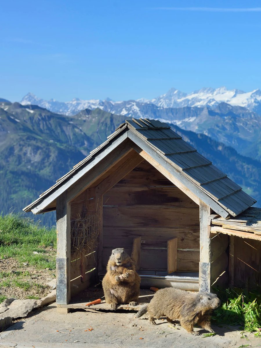 Alpine peaks as far as the eye can see are awaiting on the #Stanserhorn. And have we mentioned the open-air CabriO cable car - and the cuddly marmots?!? 🚠 

Photographs copyright @Stanserhorn #swisstravelsystem #lakelucerneregion