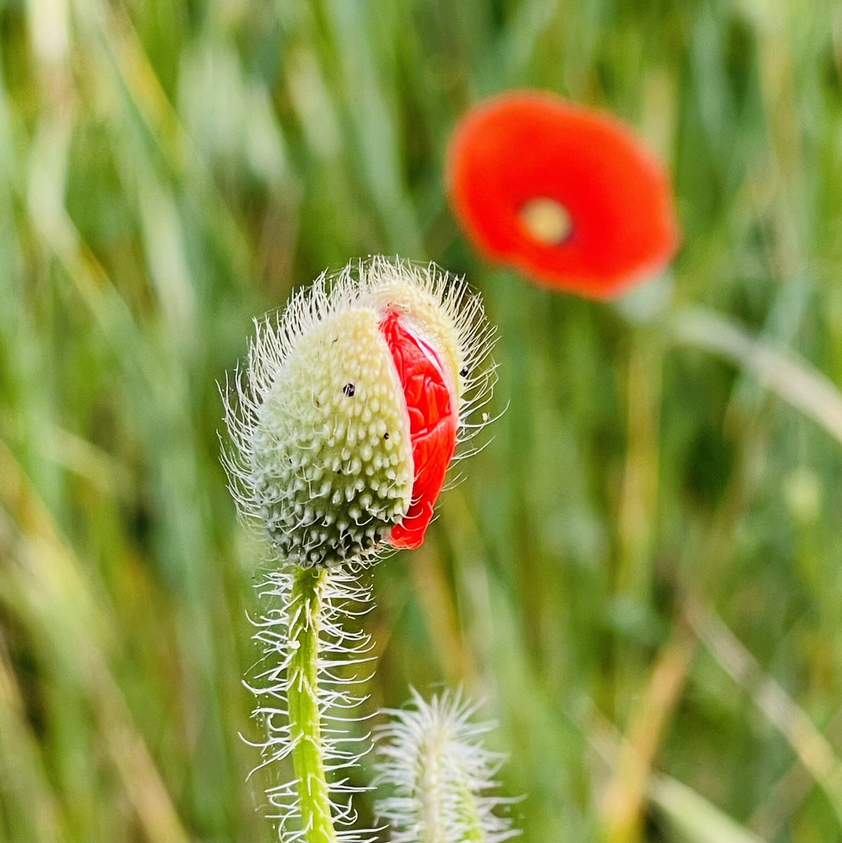 Auf dem Weg zum #Atelier - eine erwachende Mohnblüte. Das ist ein Teil des #Luxus zu Fuß zur Arbeit gehen zu können. #Leipzig #Taucha #Verkehrswende