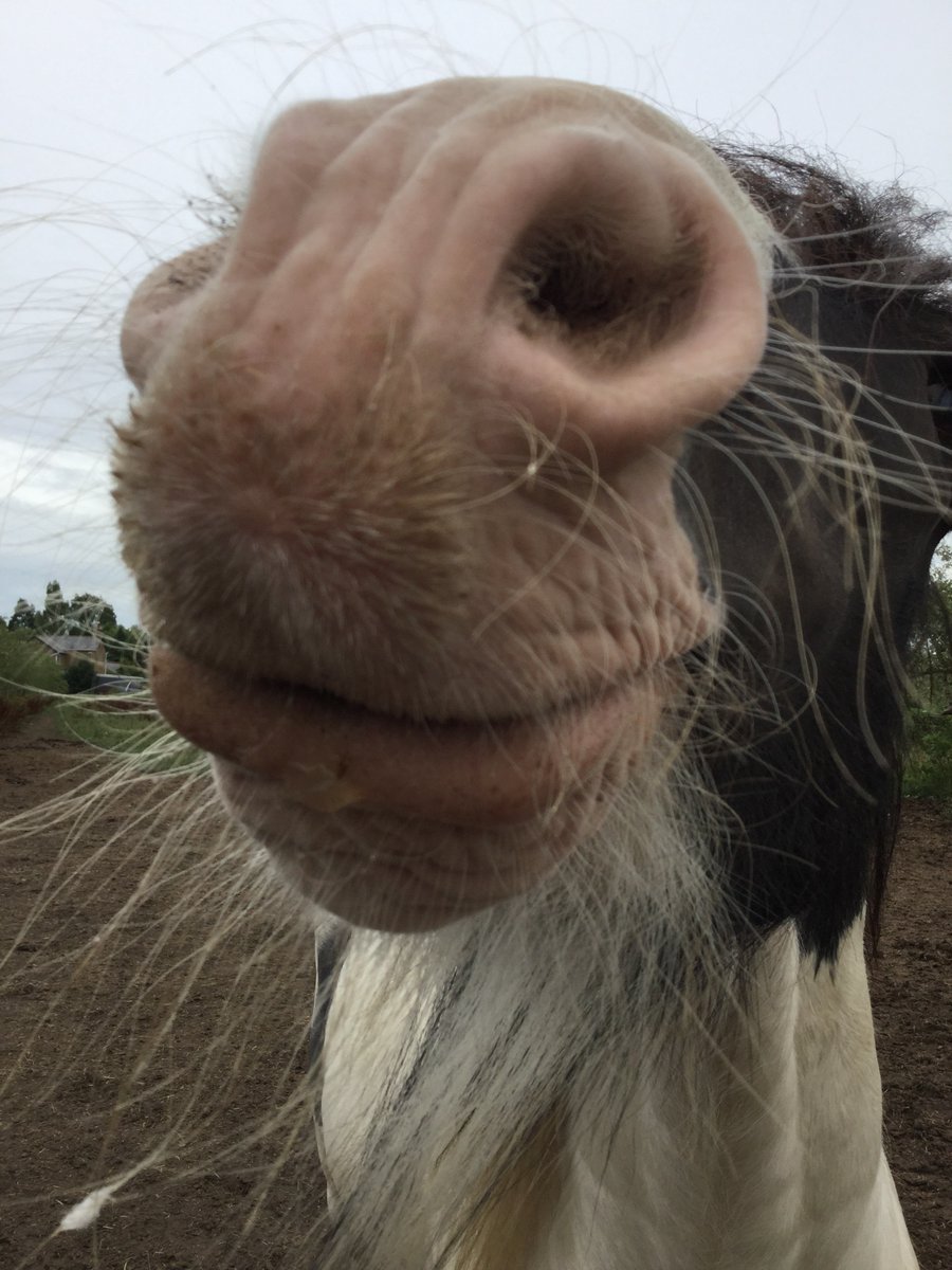 eggsypony's tweet photo. Once upon a time there was no moustache #tbt #ThrowbackThursday https://t.co/7AUCpysgh8