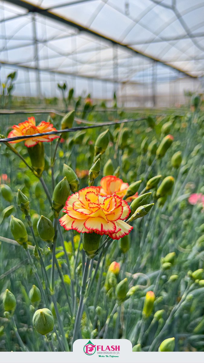 Bi Çiçek Yeter 🌷💛
 
#makesthedifference #FarkYaratır #flower