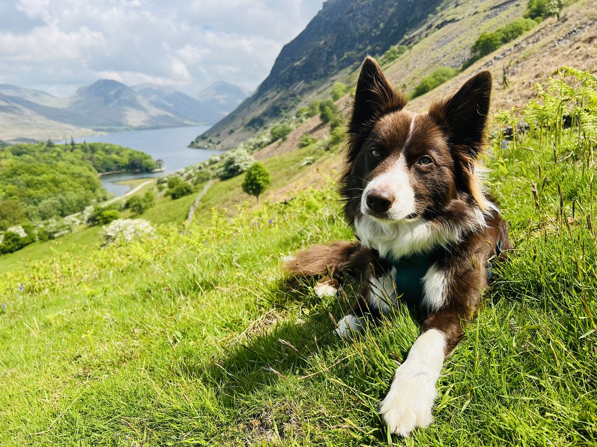 ChloeProc's tweet image. 100 Wainwrights ✨
And (probably) my last one as a Greenwood, ironically #GreenCrag 💚 because, why not? #IllgillHead #WhinRigg #Wasdale #Cumbria