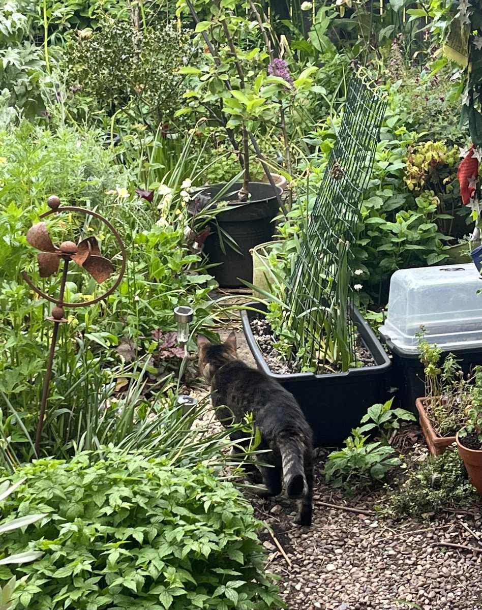My #Hedgewatch pawtrol is starting with a FAB shift.
#CatsOnTwitter #CatsOnTwitter #cats #pets #gardening #ThursdayMotivations #ThursdayMorning