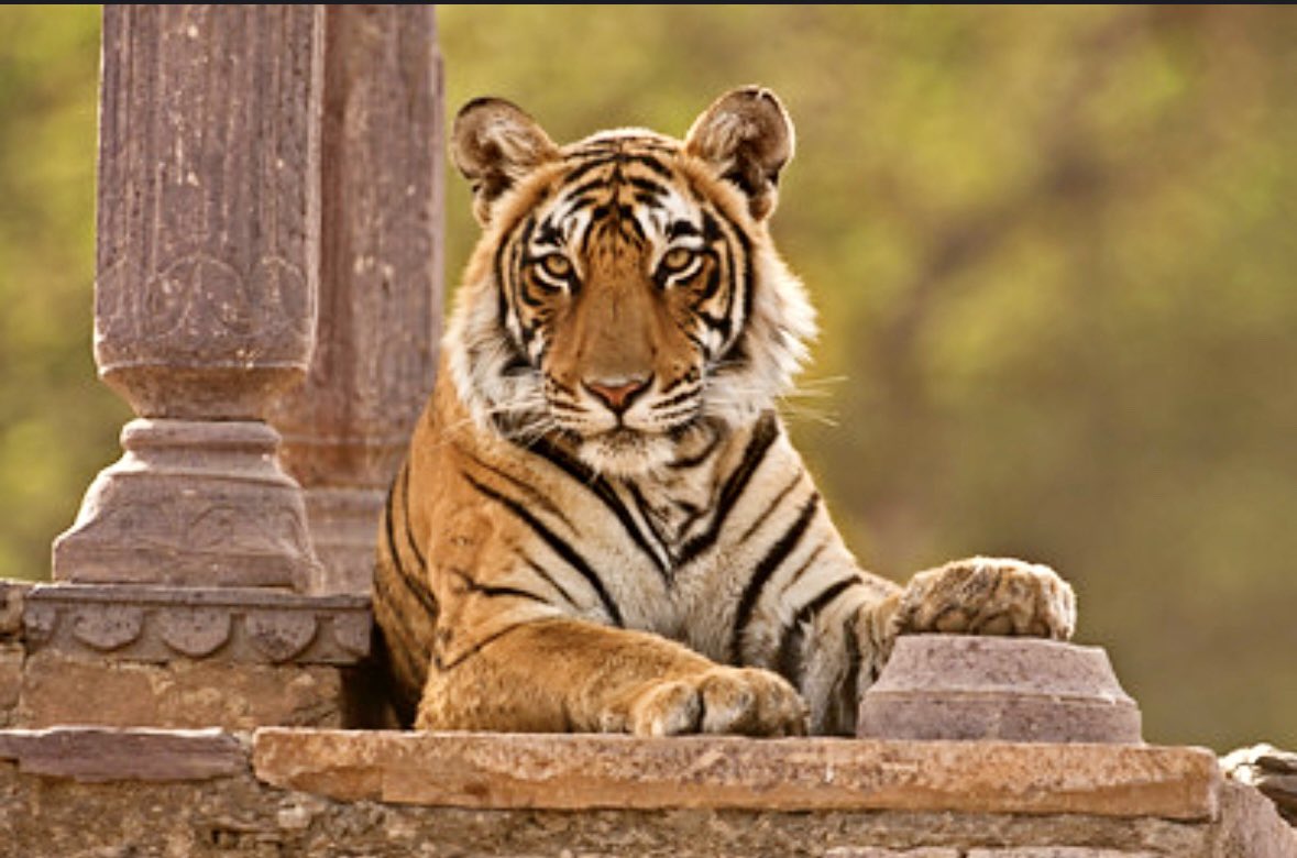 @ntca_india #TigersOnThursday Ranthamnbhore