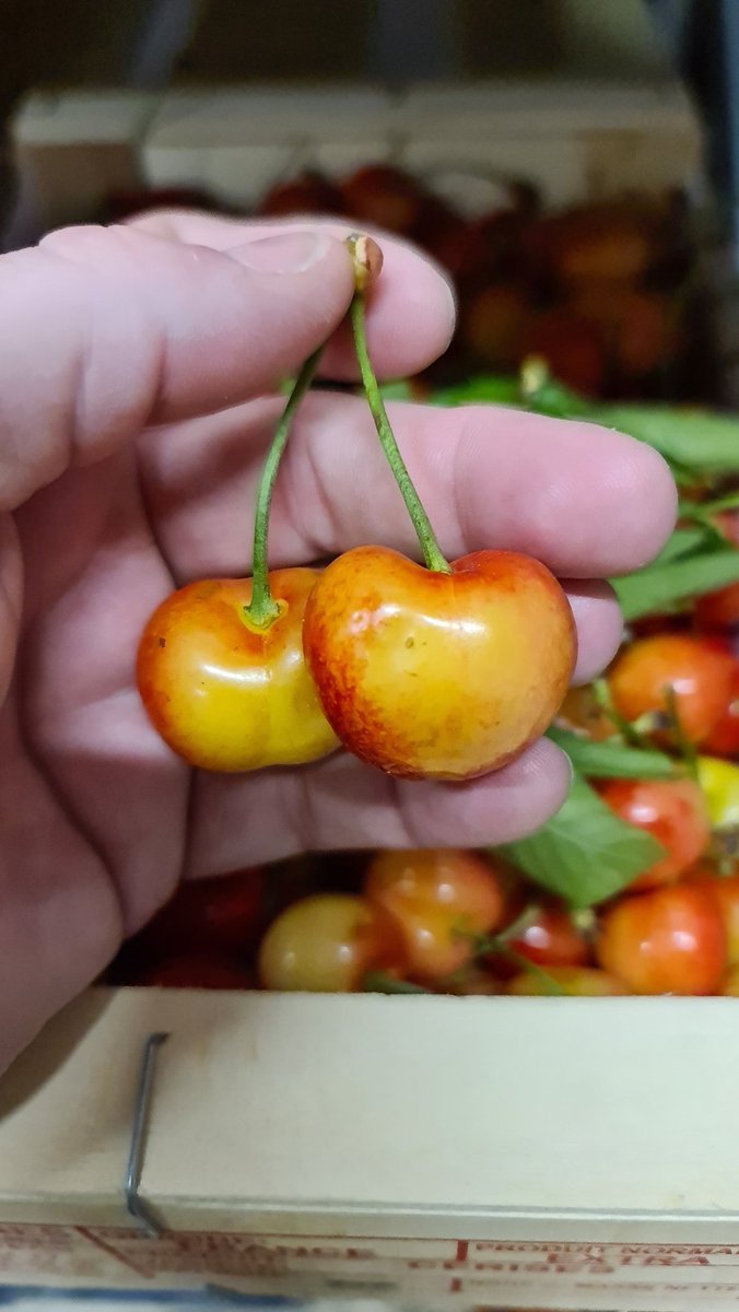 First Choice Produce tweet media