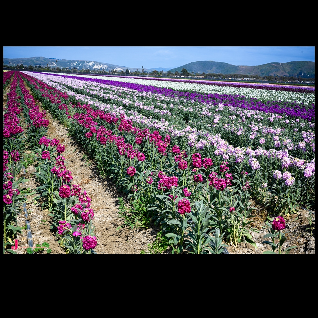 Get ready to be swept away by the vibrant hues of Lompoc's flower fields -- Order prints and merchandise at l8r.it/4aqu #flowerfarming #colourful #LompocLove #blooms #flowerpower #springflowers #freshflowers #locallygrown