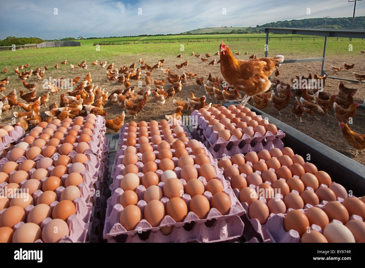 jamesmuoki018's tweet photo. Poultry farming creates employment opportunities in both rural and urban areas. It provides jobs for farmers, farm workers, and those involved in processing and marketing poultry products.#agribusiness #sonsatos
#cytonn #KenyaVsuganda #kenyans #RestInPeace #sweating https://t.co/wOmGQM6yYZ