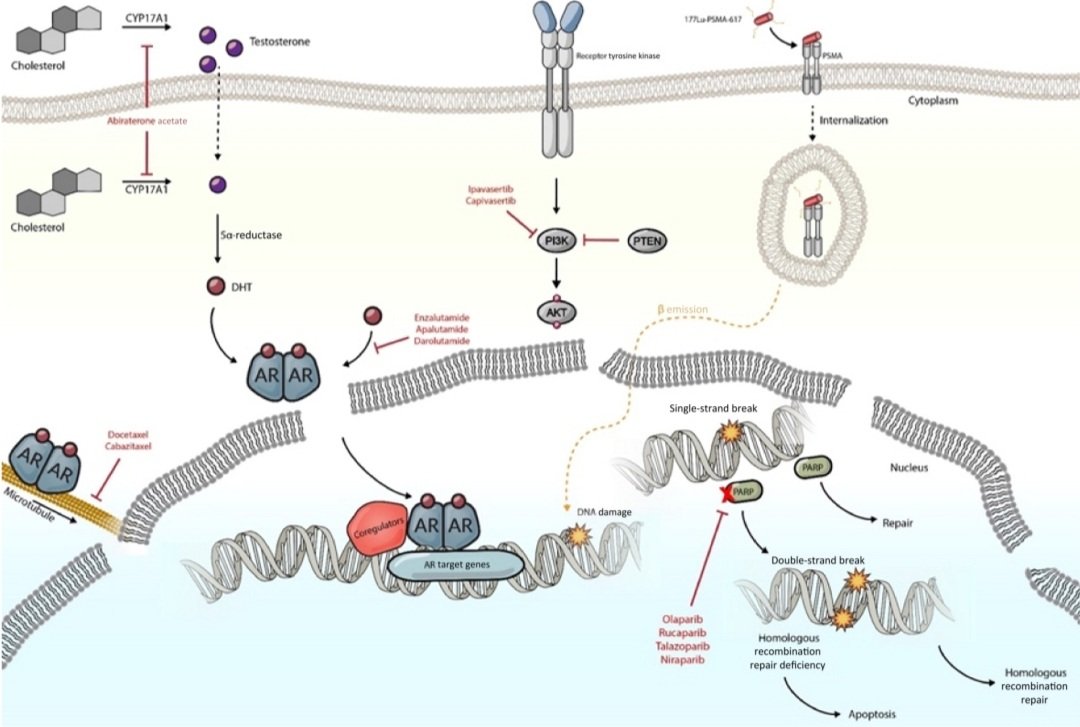 nataliagandur's tweet image. 📢 New article published in #EducationalBook by @ASCO: "Metastatic Hormone-Sensitive #prostatecancer: Toward an Era of #AdaptiveTheraphy and #PersonalizedTreatment.
" Here are the key messages and conclusions:

🔬 #mHSPCtreatment is evolving rapidly, leading us into an era of…