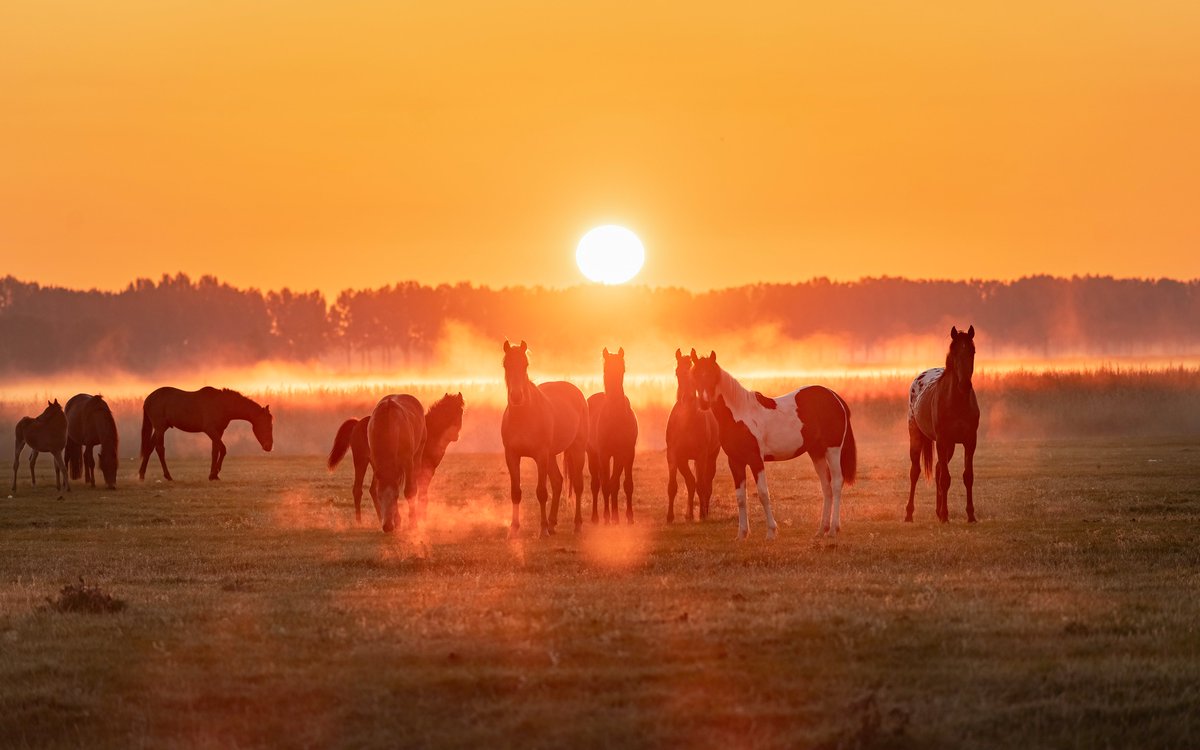 Betuwefotograaf.nl tweet media