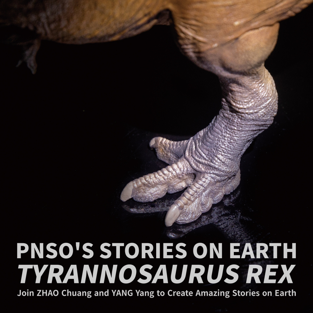 Cameron the Tyrannosaurus rex is available (pre-order) from PNSO Amazon official store. #pnso #dinosaurs