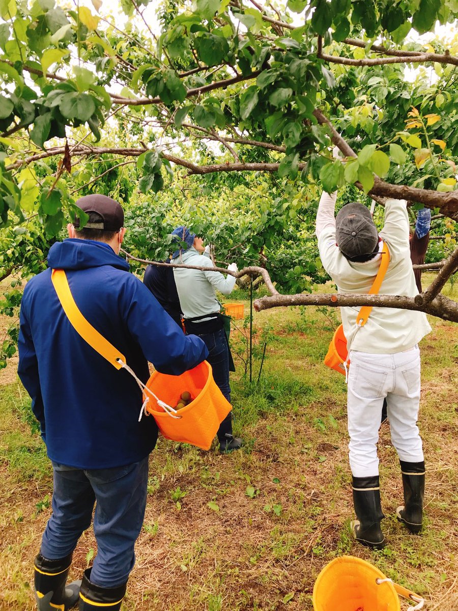 yumeosawat's tweet photo. グリーンピアさんのB班が参加、
梅収穫作業順調です。
#アダバイオ
#SHAGO FARM
#農福連携
#無農薬、無化学肥料 https://t.co/EcIQdjcZTX