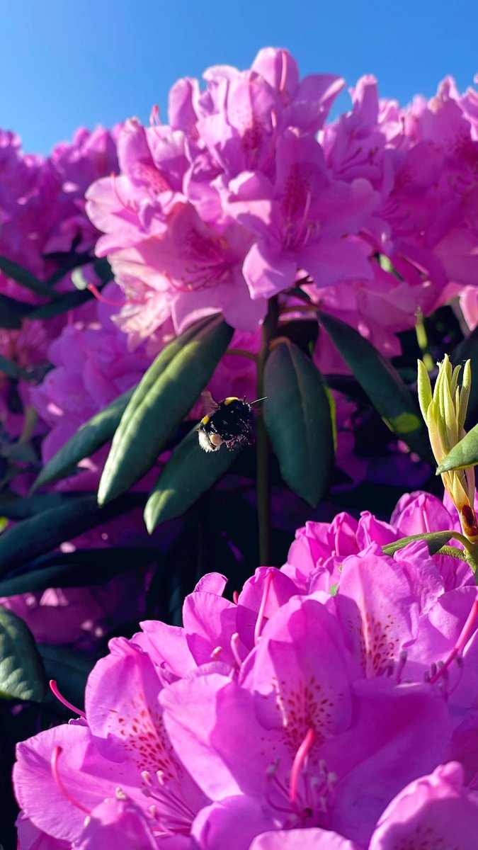 michadrost's tweet photo. Prachtige #hommel 🐝 op zoek naar nectar in deze weelderige zee aan #rhodondendrons 🥰 Genieten!
#bij #bezigebij #japansetuin
(even klikken op de foto) https://t.co/GXe8ftlYT7
