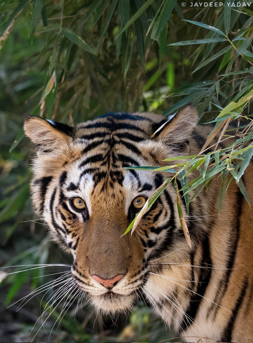 @ntca_india #TigersOnThursday #Bandhavgarh