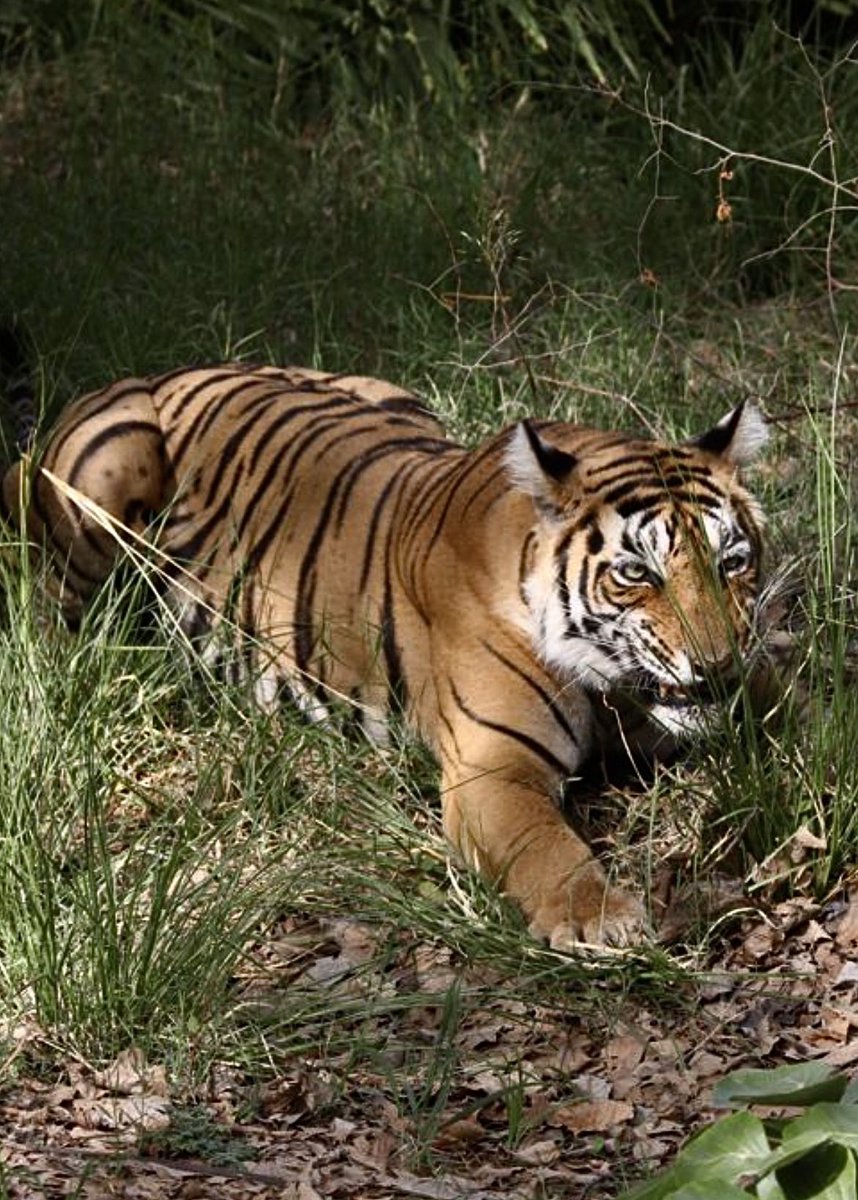 @ntca_india #TigersOnThursday