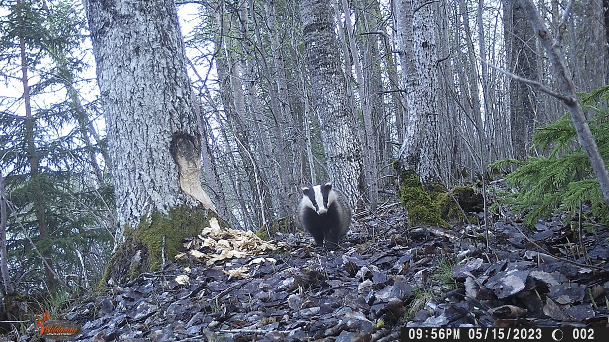 Jonathan Granskog tweet media