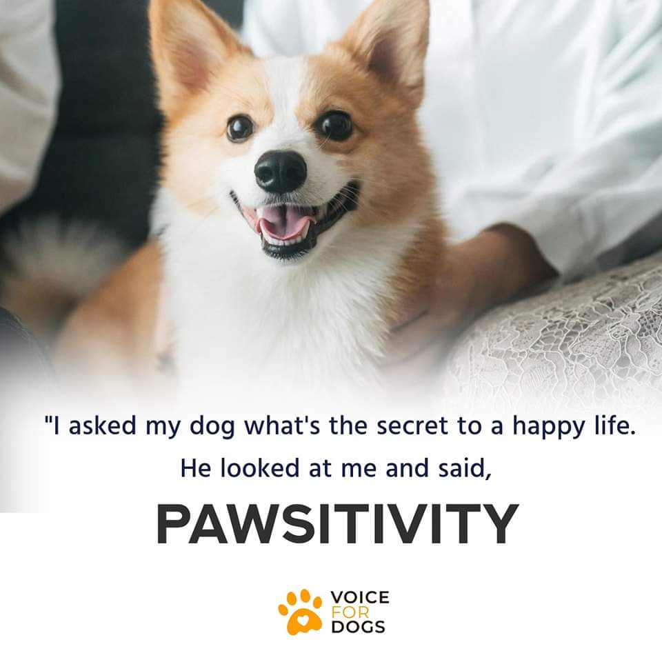 VoiceForDogsOrg's tweet image. Pawsitivity is the key of happy life!
#pawsitivitycrew #dogsmakemyday #dogsareincredible