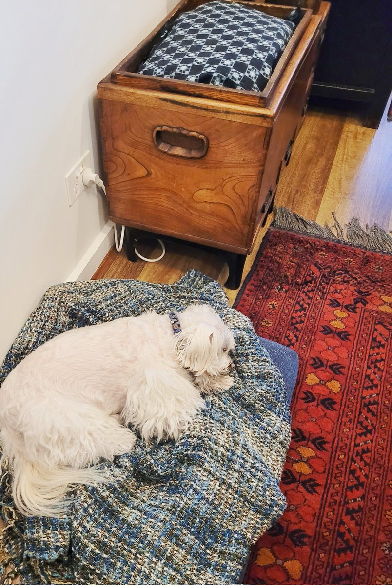 Asleep on the job ... again! Tao's having a little #snoozle while I work away #MeAndMyTao #Maltese #DogsLife #CuteDogs #DogsofTwittter #DogsofMelbourne