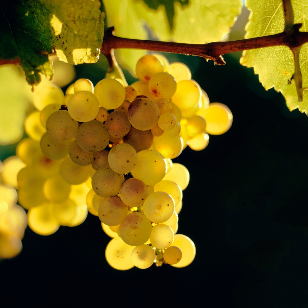 It's #chardonnayday

We think that chardonnay is the unsung hero of our region. It is a wine that Kevin has enjoyed crafting for nearly 40 years and us #greywackers have loved experiencing the evolution of Marlborough Chardonnay.

Care to join us for a glass?