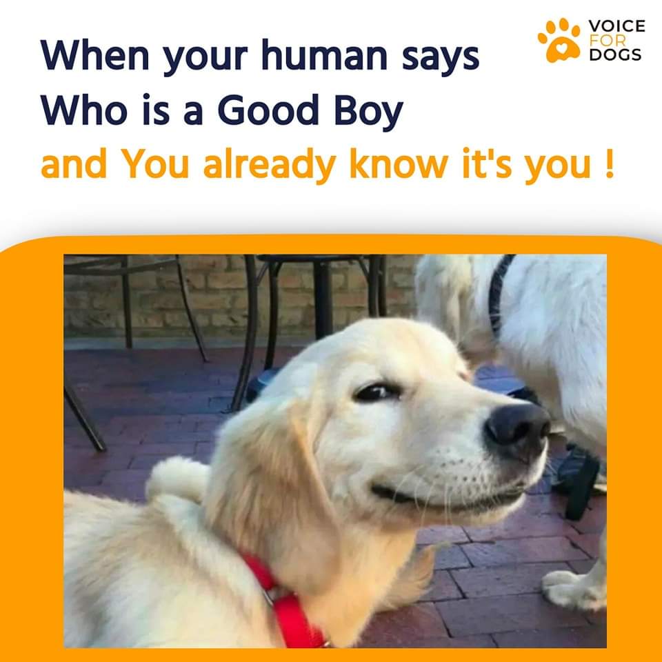 VoiceForDogsOrg's tweet image. Thats ma boy!
#dogsaresmart #gooddoggo #lovedogsforlife