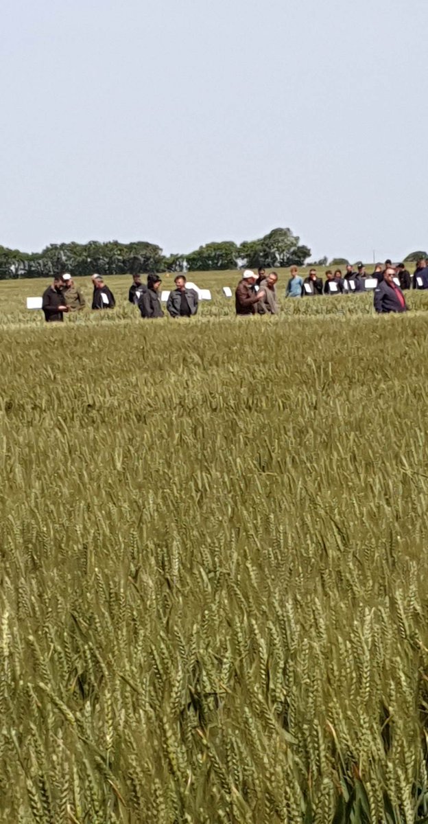 Journée Agro à @TerreAtlantique. Présentation de nouvelles variétés et démonstration de nouvelles technologies pour ns aider face au changemt climatique et réduction phytos.
Dommage que les élus de notre territoire, invités, ne soient pas venus comprendre l'agriculture de demain.
