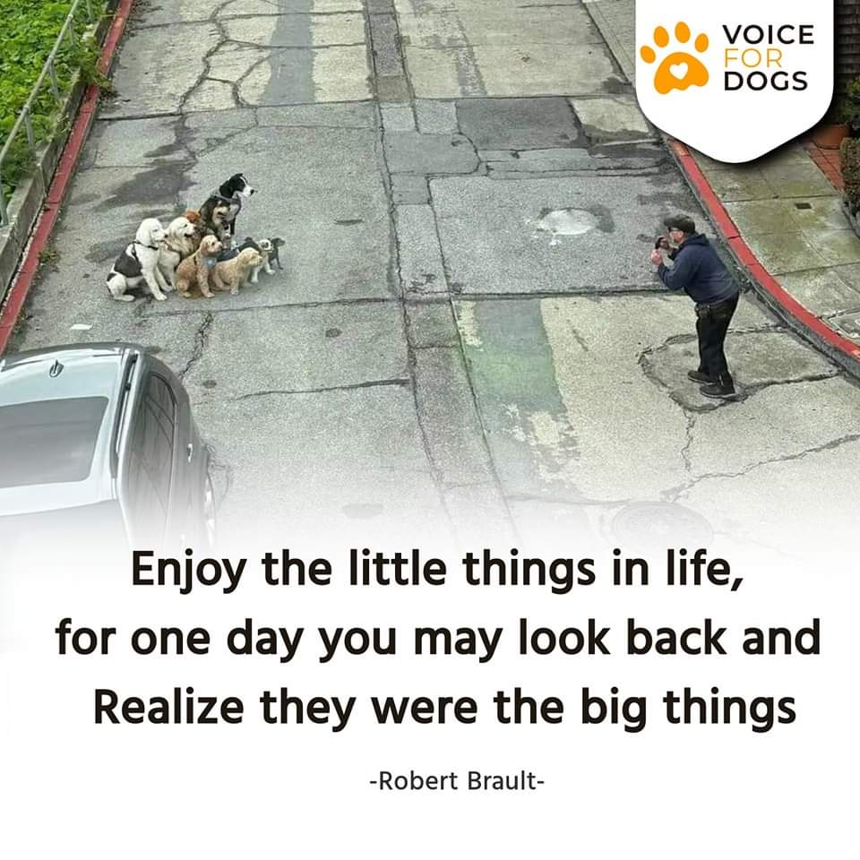 VoiceForDogsOrg's tweet image. Small things mean a lot for some!
#streetdogphotography #kindtodogs #humanityexists