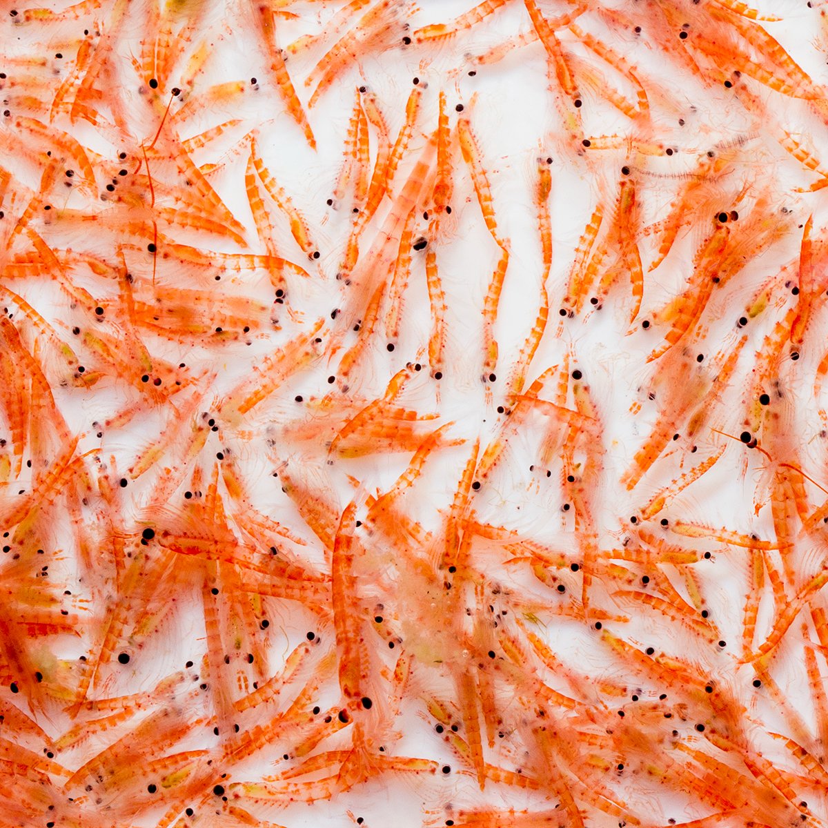 3cotyCom's tweet image. Meet the new protein in our products - Antarctic Krill. Krill is a small crustacean and is found in all the world's oceans. Although it lives in the oceans it is not fish. It arrives to us as dried flakes packed with nutrients. 🐈‍⬛🐈‍⬛🐈‍⬛❤️🦐
#meatonlycatfood #qrillpet