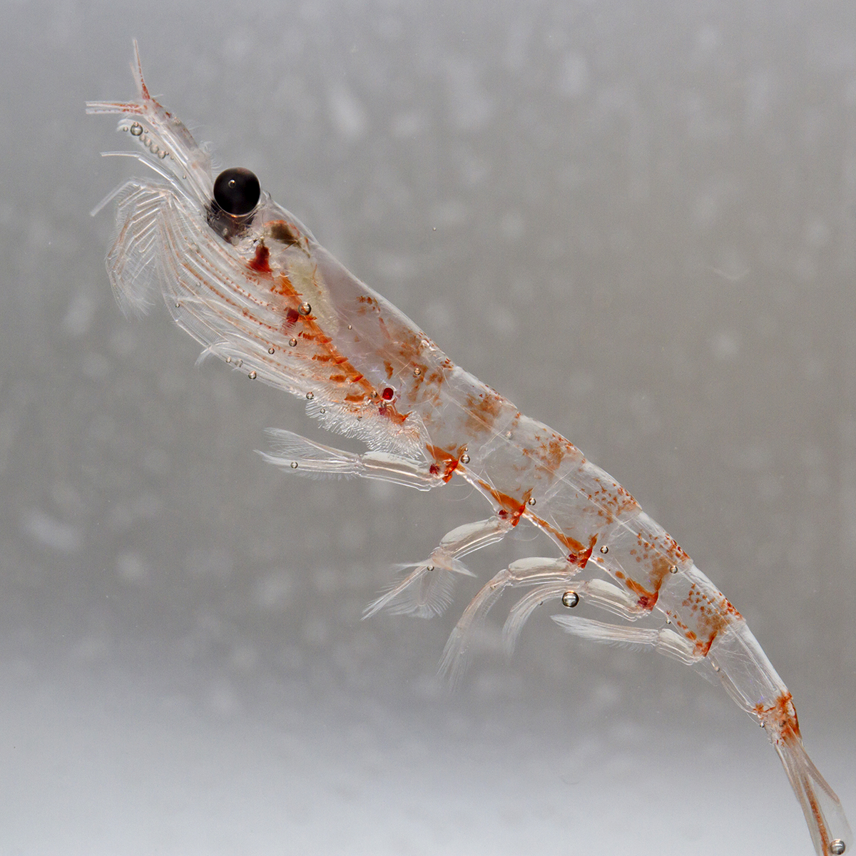 3cotyCom's tweet image. Meet the new protein in our products - Antarctic Krill. Krill is a small crustacean and is found in all the world's oceans. Although it lives in the oceans it is not fish. It arrives to us as dried flakes packed with nutrients. 🐈‍⬛🐈‍⬛🐈‍⬛❤️🦐
#meatonlycatfood #qrillpet