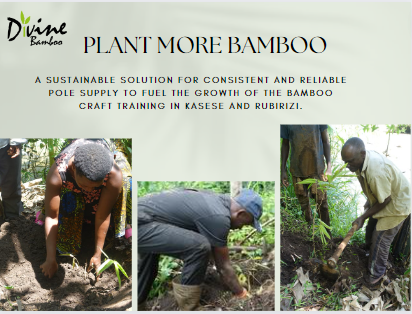 DivineBamboo's tweet photo. Throwback to the time we joined forces with @WWFUganda, planting 5000 bamboo as part of the Green Jobs project in western Uganda. Together, we're nurturing a green revolution, one shoot at a time. 🌿 #BambooPlanting #SustainableUganda #GreenJobs🌿#SustainableUganda https://t.co/KacbfLoixZ