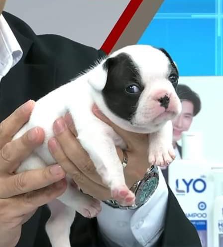 ชั้นเป็นวัวนะจ๊ะ อย่านะจ๊ะ