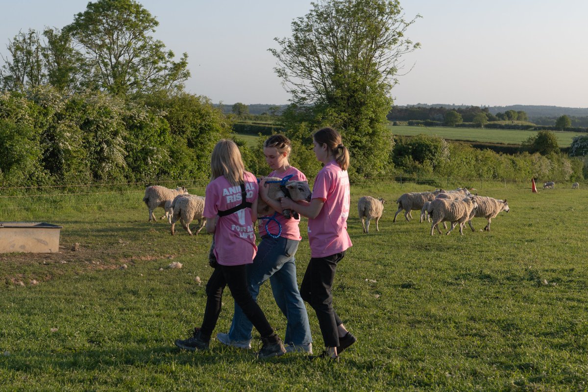 AnimalRising's tweet photo. ⚠️ BREAKING!! ⚠️ THREE LAMBS HAVE BEEN RESCUED FROM A ROYAL FARM ON SANDRINGHAM ESTATE!

Sign the statement in support of animal rescues: https://t.co/Z4qjogcpFV

#AnimalRising #AnimalLiberation #AnimalRescue https://t.co/dTKf7wXeMV