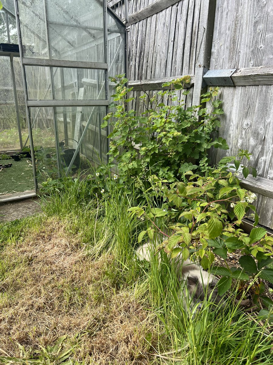 Gm🌻

Find the cat👇🏻