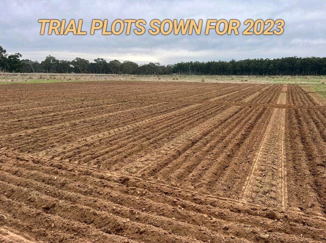@HybridAg1 trial plots in for 2023. 12 replicated different programs put to the test. Big thanks to @kalyx_australia for being the independent truth for these trials. #foodforhealth #netprofitmatters #regenerativeagriculture #precisionagriculture @VicNotill