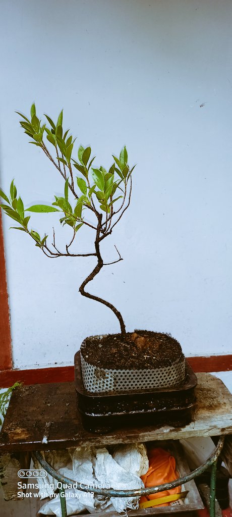 YarAgga's tweet photo. My Hoppy
Change pot. https://t.co/or0sLgf95h