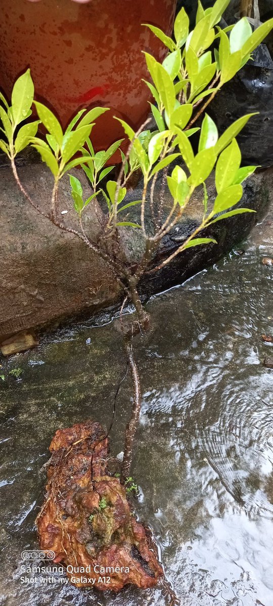 YarAgga's tweet photo. My Hoppy
Change pot. https://t.co/or0sLgf95h