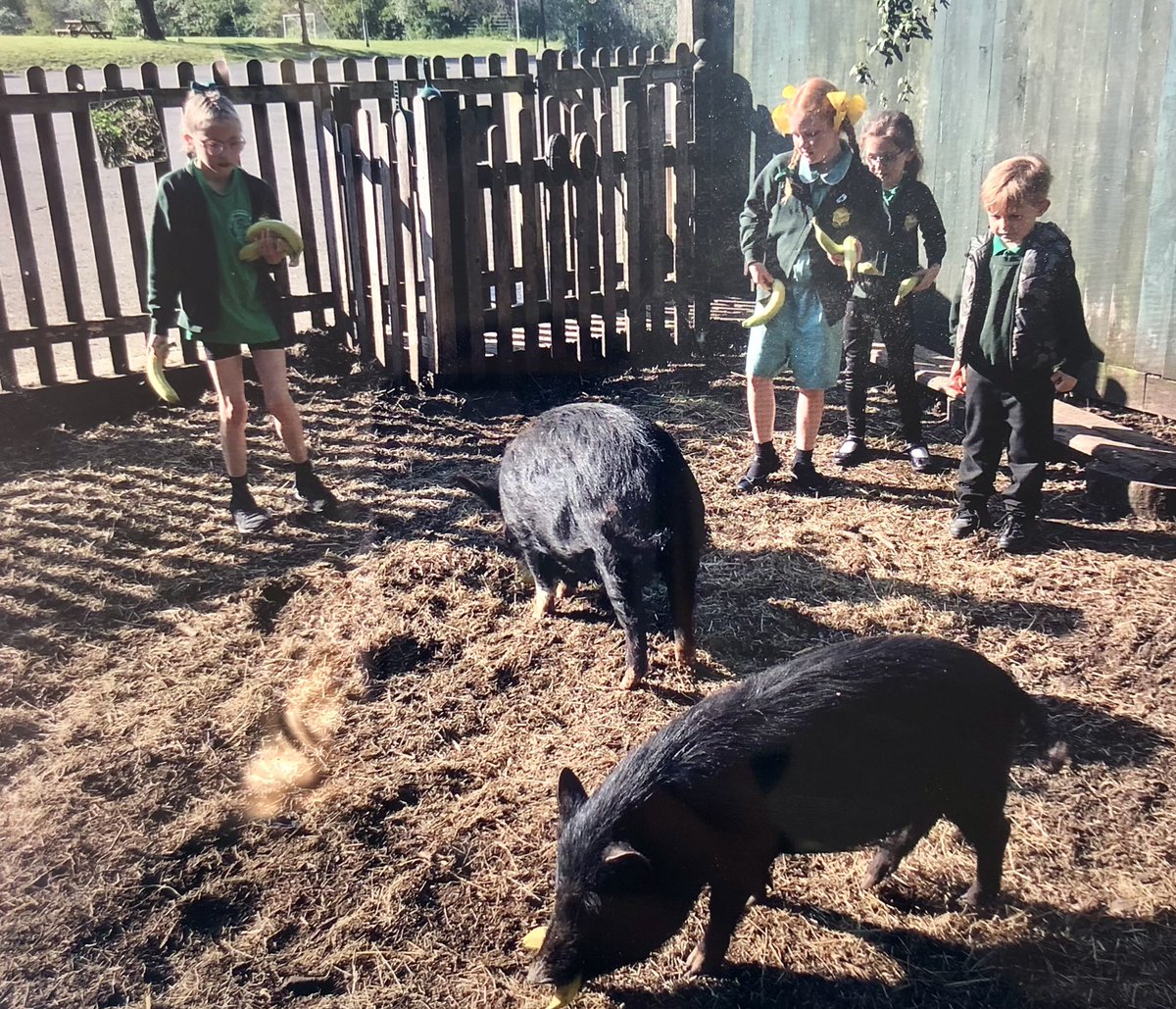 The Waterside Pigs tweet media