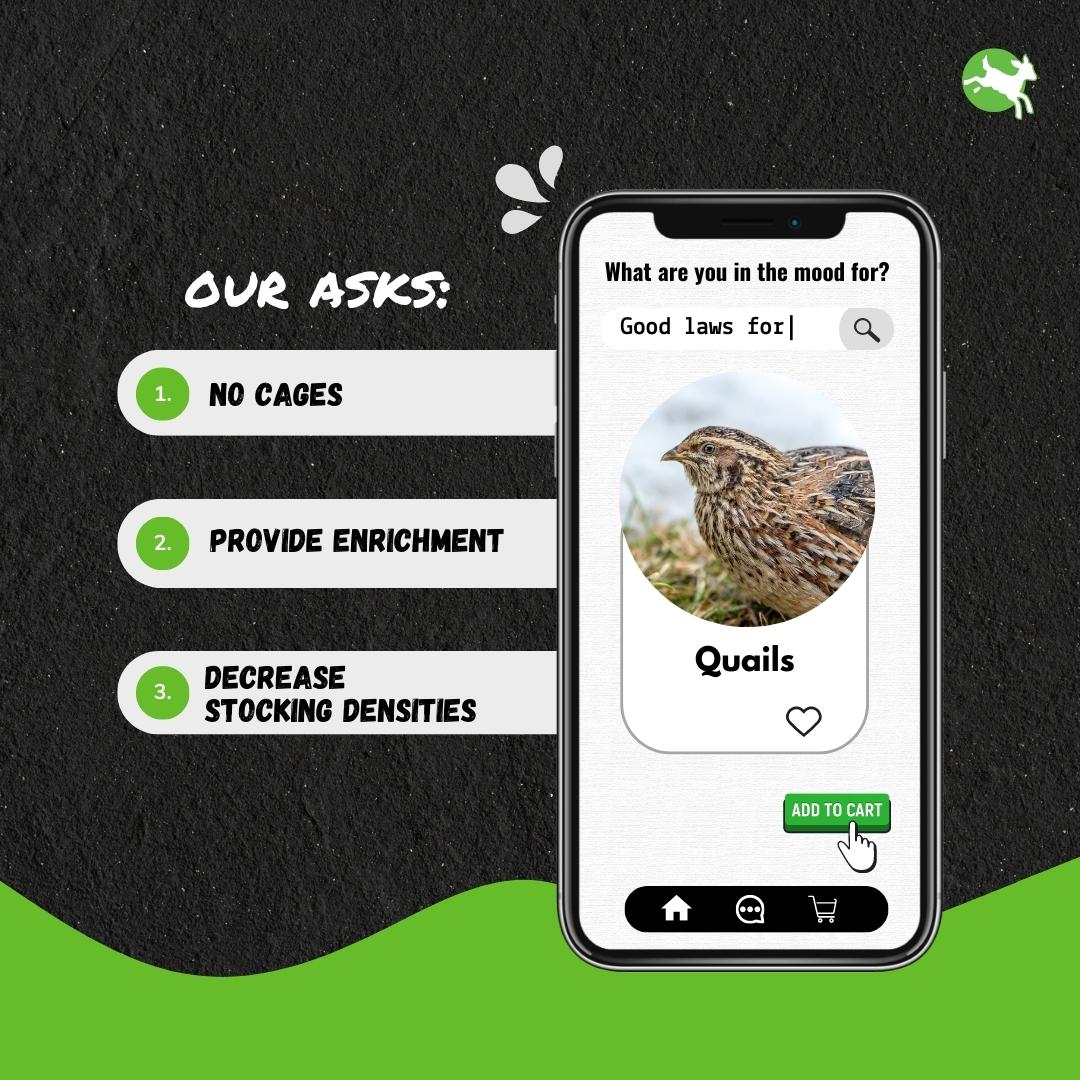 CIWF_EU's tweet photo. In factory farms, quails are caged in tiny spaces and cannot perform their natural behaviours✖️
We call on the EU to ensure #GoodLawsDelivery for quails💚
Check out the investigation by 📷@EssereAnimali documenting the cruel factory farming of quails: https://t.co/3LcWVQyhDL https://t.co/0yMlySr35I