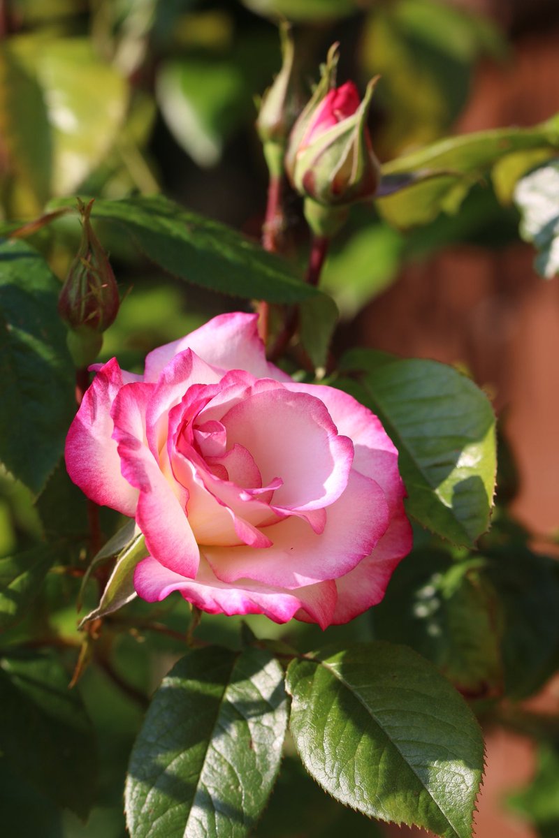 Didn't get chance to post this for #RoseWednesday but here is Rosa Handel a day late #mylittlegarden #rosesarehere