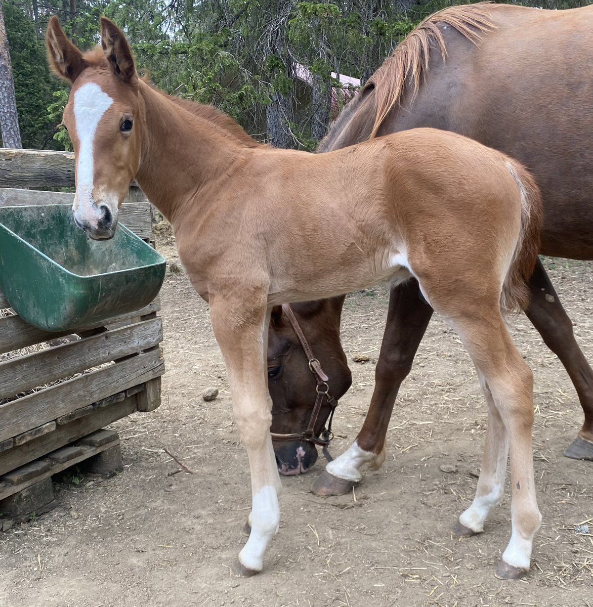Nuncio-Vera Spiropojken är rätt underbar att hänga med! OCH att titta på. 🥰🎉