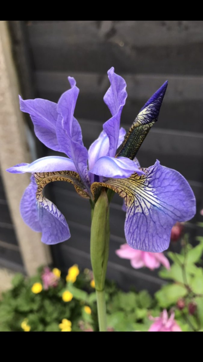 Just sit back for a moment, relax and admire the beauty of this Iris Sibirica from the garden this morning….🥰🥰🥰. HAPPY DAYS!!! #GardeningTwitter #Iris #SpringFlowers #ChelseaFlowerShow #BeeTheChange