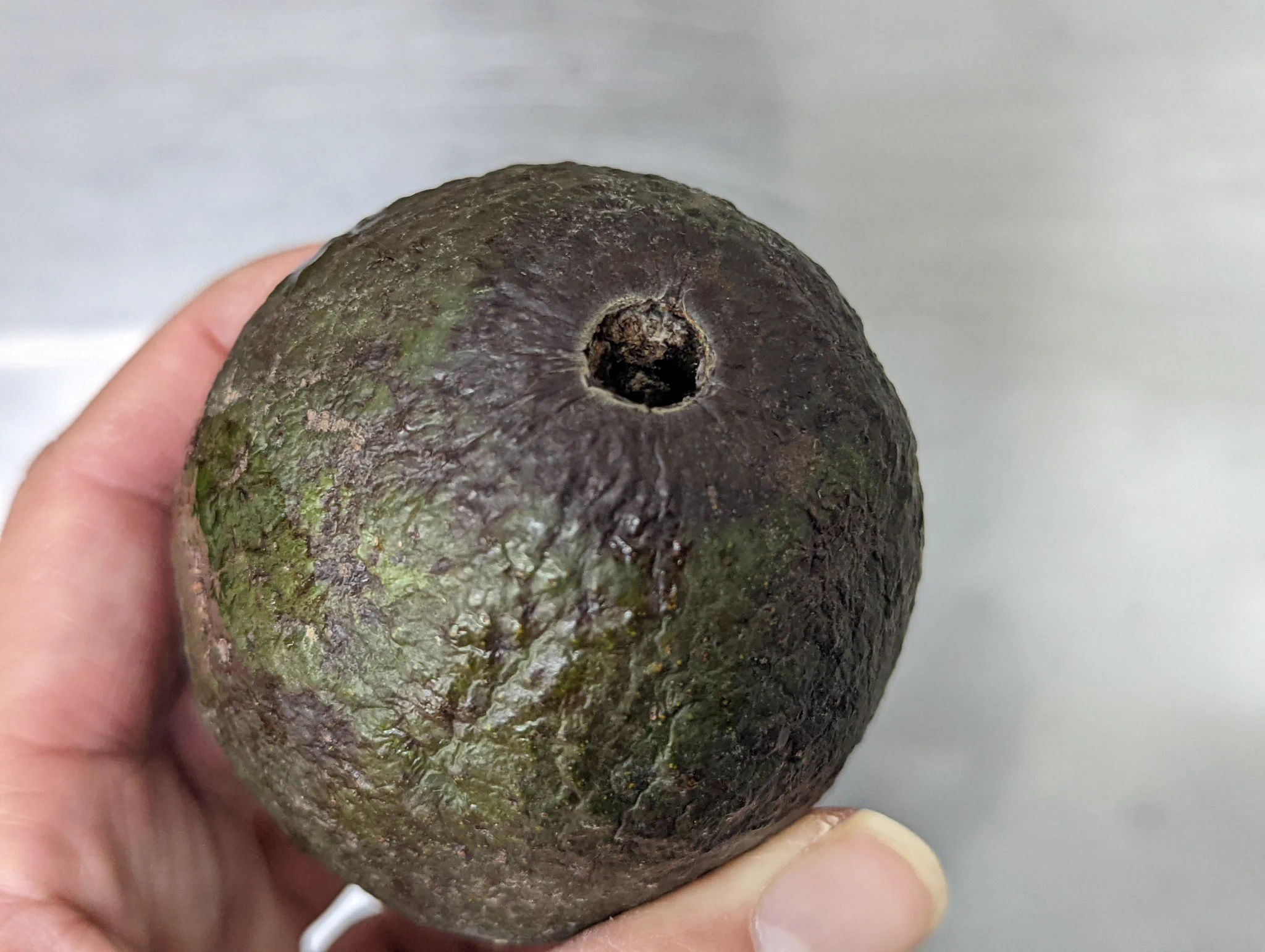 ヘタがとれたアボカドは高確率で傷んでいます。何度もいいます！アボカドは…ヘタ付きを選んで下さい!!