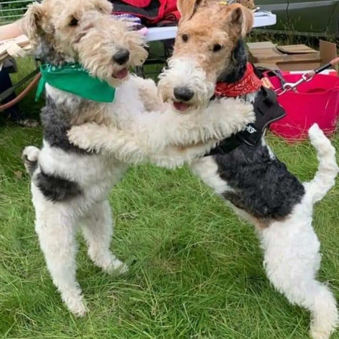 National Fox Terrier Meet tweet media